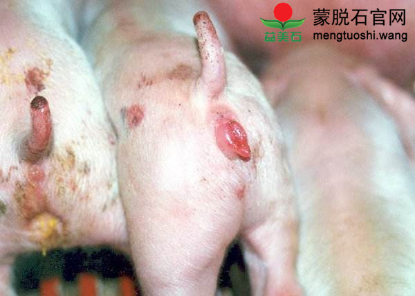 霉菌中毒23.jpg