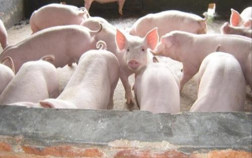 微生態制劑促進動物腸道健康,減少抗生素的使用