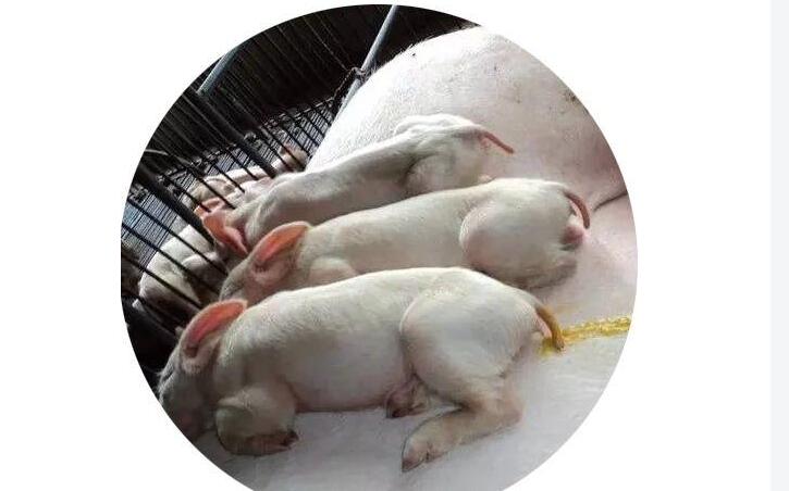 斷奶小豬如何從腸道方面防控腹瀉